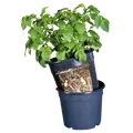 Kartoffelpotte12 ltr. sort
