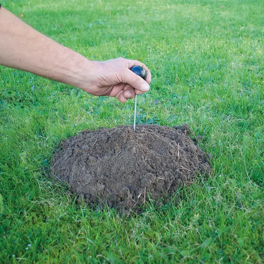 Hulbor T/Mosegrisefælde