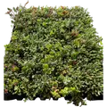Growtek Sedumbakke