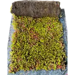 Growtek SedumMax