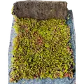 Growtek SedumMax