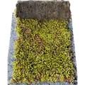 Growtek SedumPlus
